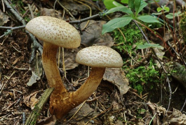 Goblet sawfly (Lentinus goblet): photo and description