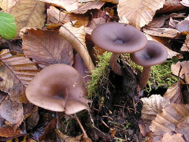 Goblet-shaped talker: where it grows, what it looks like, photo