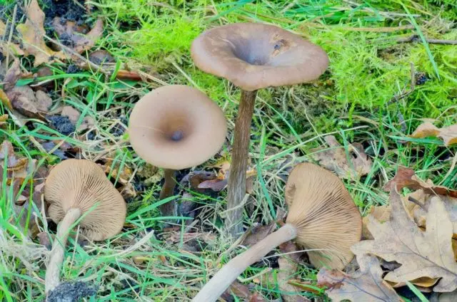 Goblet-shaped talker: where it grows, what it looks like, photo