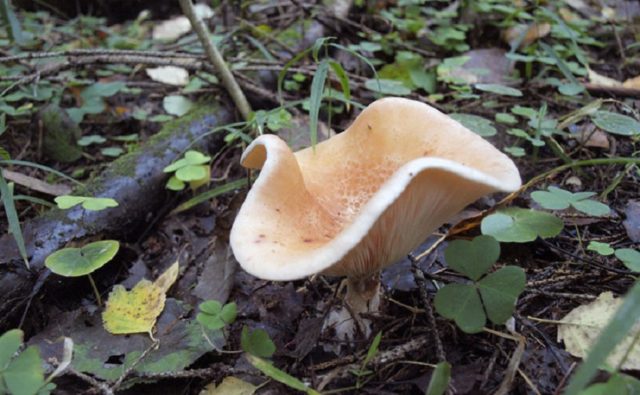 Goblet-shaped talker: where it grows, what it looks like, photo