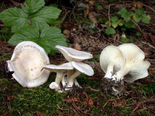 Goblet-shaped talker: where it grows, what it looks like, photo