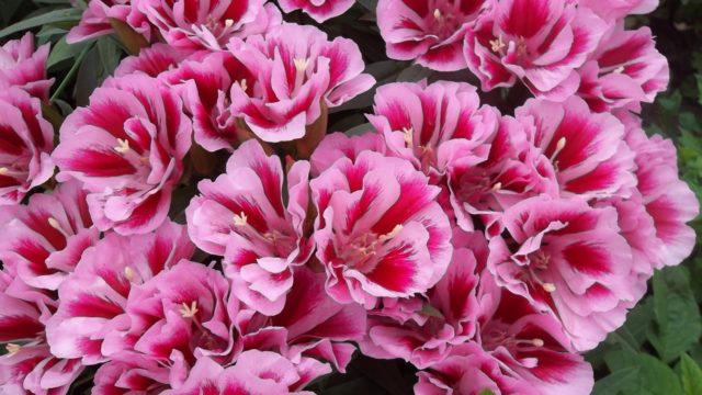 Godetia Beauty: growing from seed, when to plant