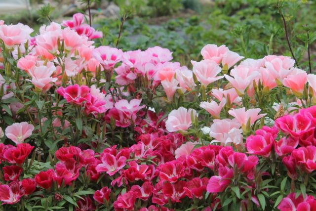 Godetia Beauty: growing from seed, when to plant