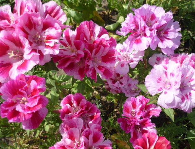 Godetia Beauty: growing from seed, when to plant