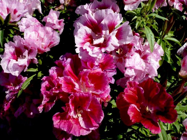 Godetia Beauty: growing from seed, when to plant