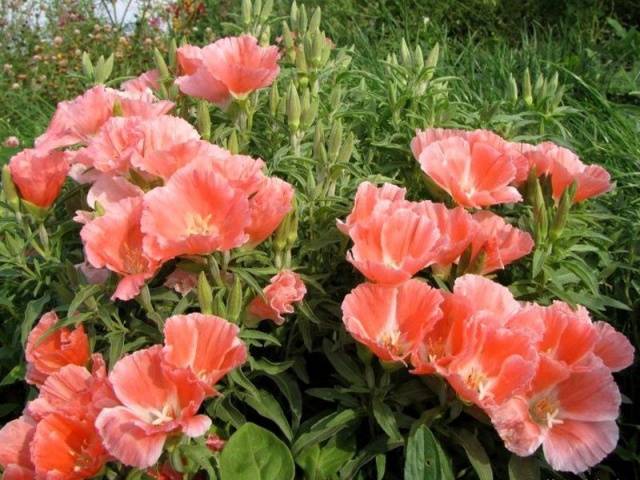 Godetia grandiflora: photo + review of varieties