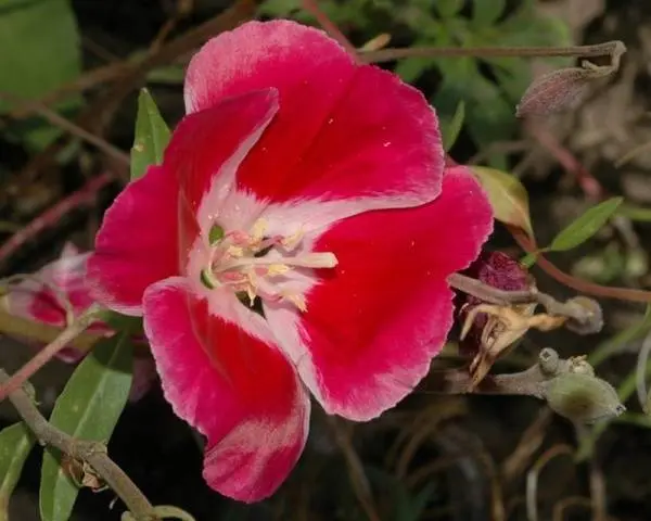 Godetia grandiflora: photo + review of varieties