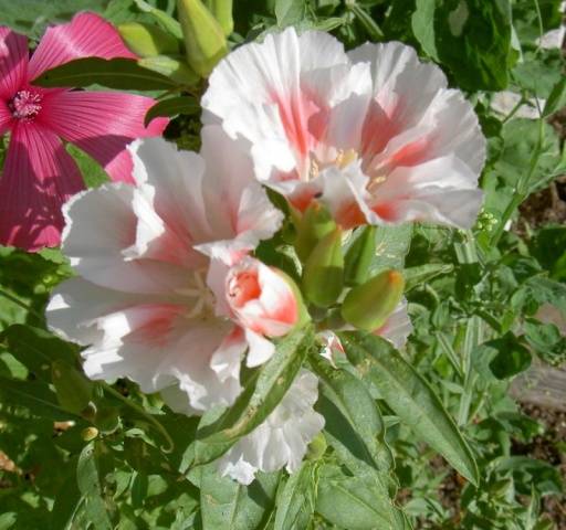 Godetia grandiflora: photo + review of varieties