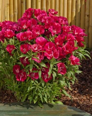 Godetia grandiflora: photo + review of varieties