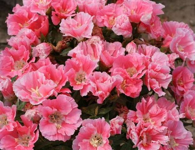 Godetia grandiflora: photo + review of varieties