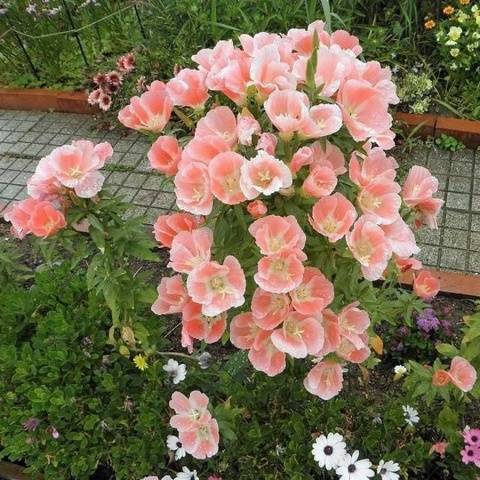 Godetia grandiflora: photo + review of varieties