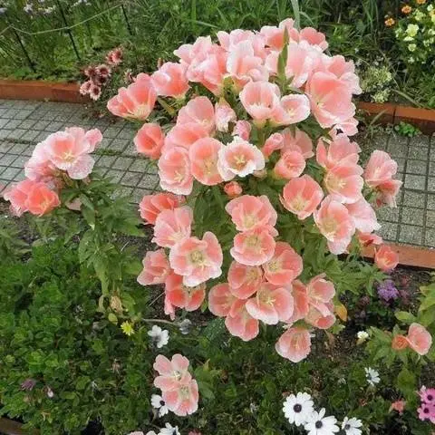 Godetia grandiflora: photo + review of varieties