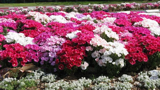 Godetia Monarch: photo of flowers in a flower bed, planting and care