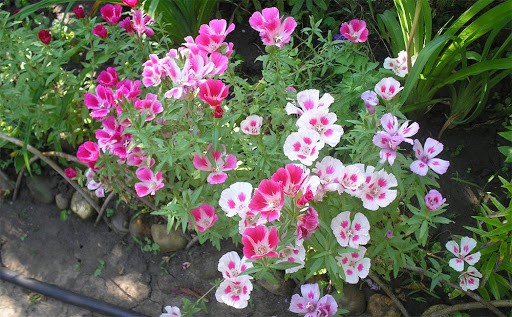 Godetia Monarch: photo of flowers in a flower bed, planting and care