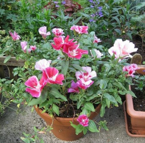 Godetia Monarch: photo of flowers in a flower bed, planting and care