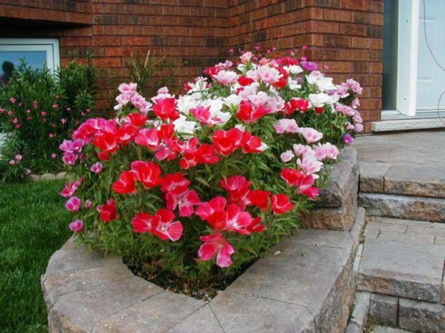 Godetia Monarch: photo of flowers in a flower bed, planting and care