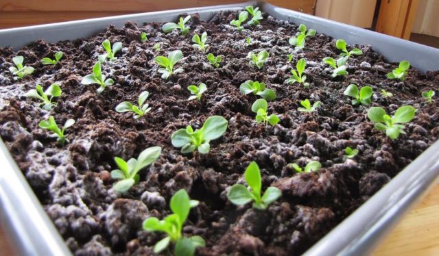 Godetia Monarch: photo of flowers in a flower bed, planting and care