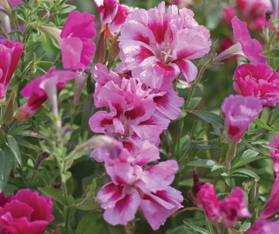 Godetia Monarch: photo of flowers in a flower bed, planting and care