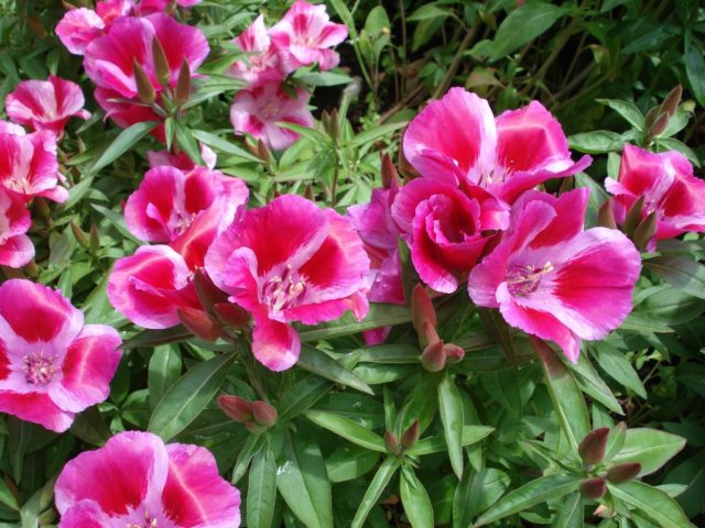 Godetia: photo, growing from seeds at home