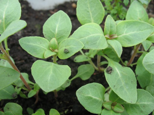 Godetia: photo, growing from seeds at home