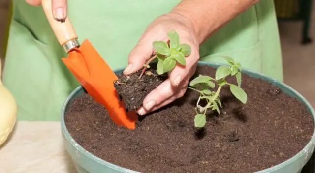 Godetia: photo, growing from seeds at home