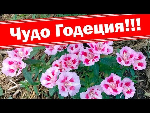 Godetia: photo, growing from seeds at home