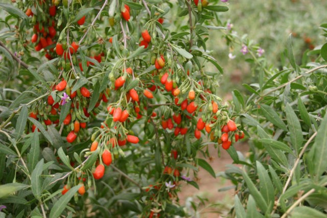 Goji berries: benefits and harms for men and women, how to brew, how to take for health