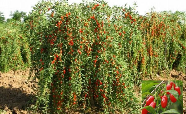 Goji berry: planting and care, varieties with descriptions, use in landscape design