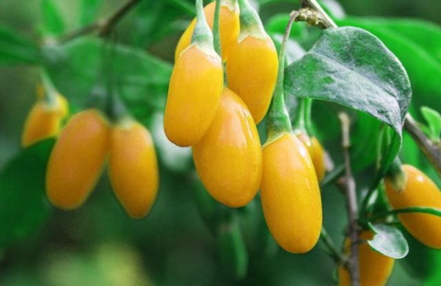 Goji berry: planting and care, varieties with descriptions, use in landscape design