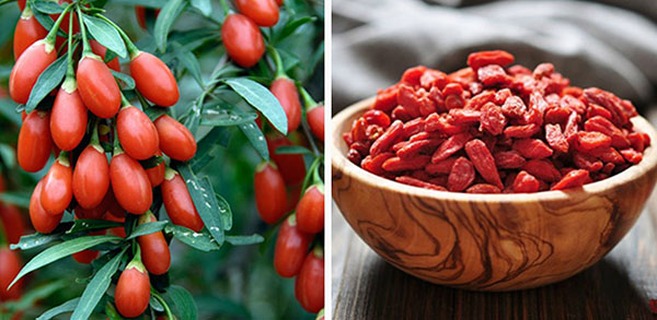 Goji berry: planting and care, varieties with descriptions, use in landscape design