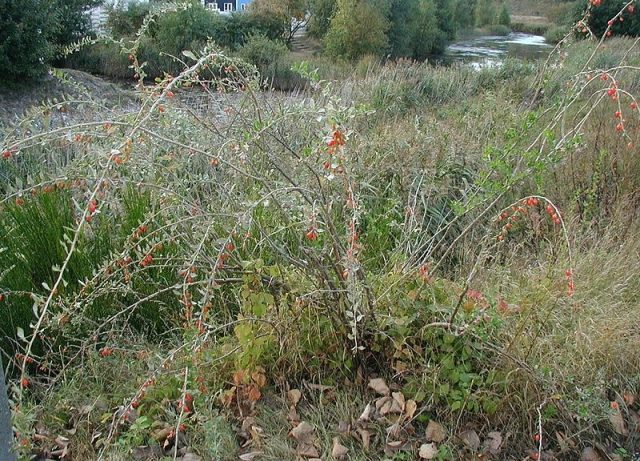 Goji berry: planting and care, varieties with descriptions, use in landscape design