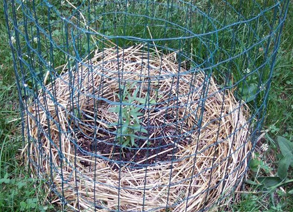 Goji berry: planting and care, varieties with descriptions, use in landscape design