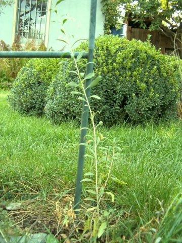 Goji berry: planting and care, varieties with descriptions, use in landscape design