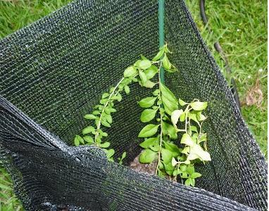 Goji berry: planting and care, varieties with descriptions, use in landscape design