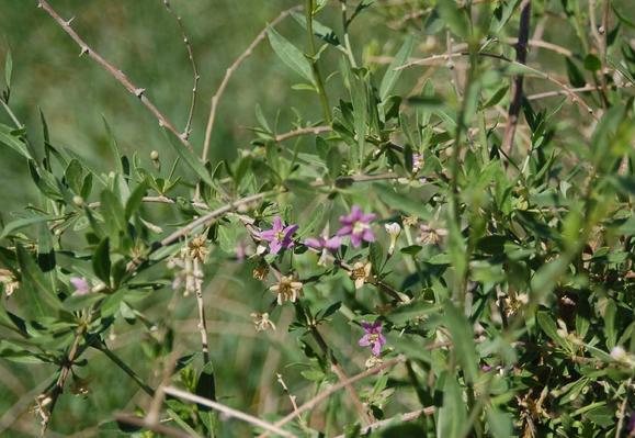 Goji berry: planting and care, varieties with descriptions, use in landscape design