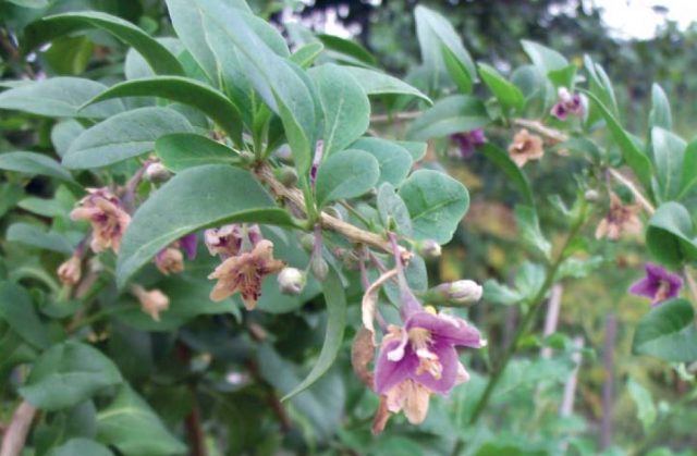 Goji berry: planting and care, varieties with descriptions, use in landscape design