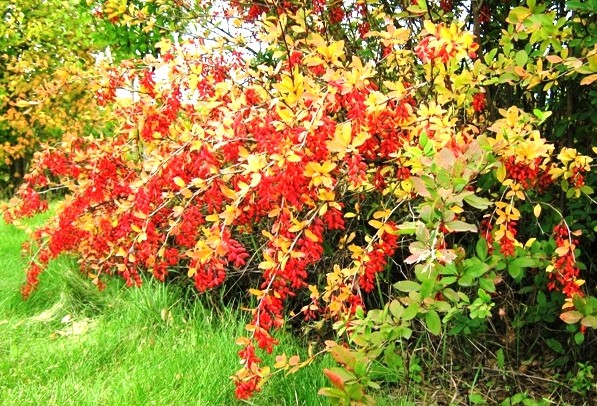 Goji berry: planting and care, varieties with descriptions, use in landscape design