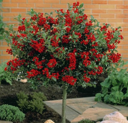 Goji berry: planting and care, varieties with descriptions, use in landscape design