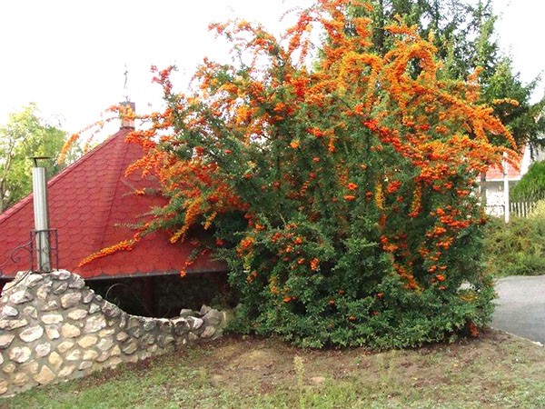 Goji berry: planting and care, varieties with descriptions, use in landscape design