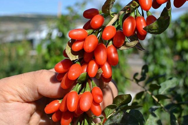 Goji berry: planting and care, varieties with descriptions, use in landscape design