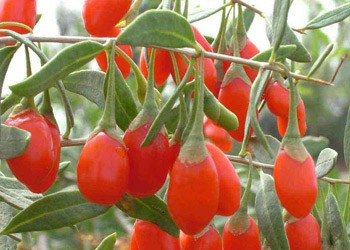 Goji berry: planting and care, varieties with descriptions, use in landscape design