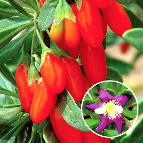 Goji berry: planting and care, varieties with descriptions, use in landscape design