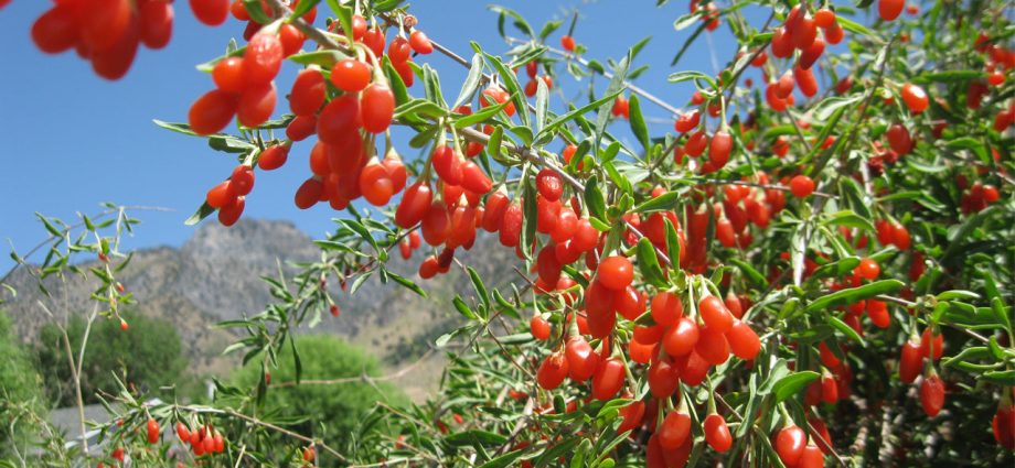 Goji berry: planting and care, varieties with descriptions, use in landscape design