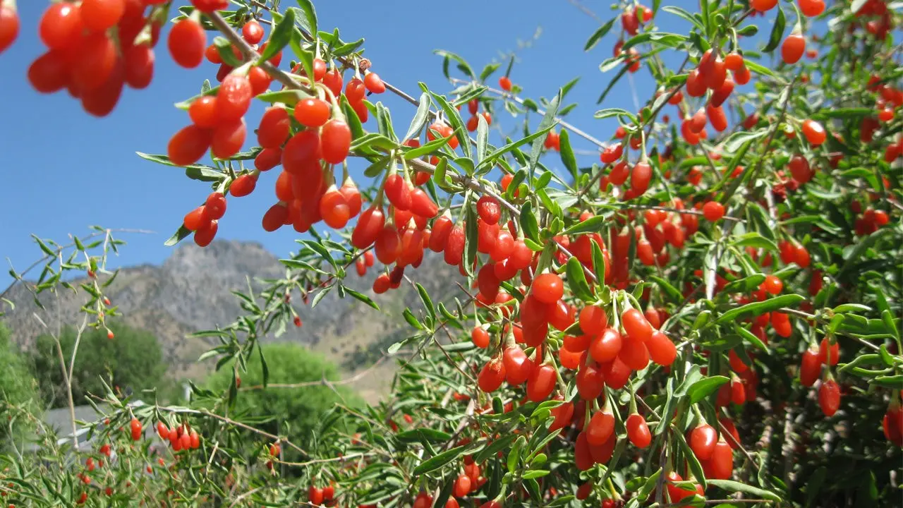 Goji berry: planting and care, varieties with descriptions, use in landscape design