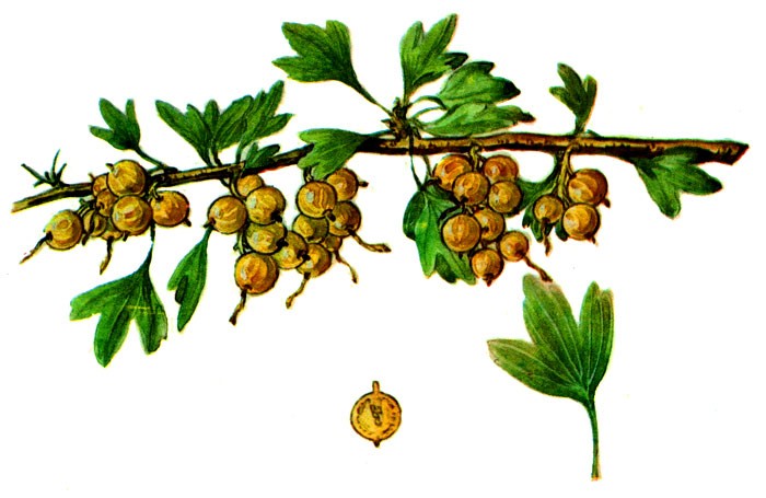 Golden currant: growing features