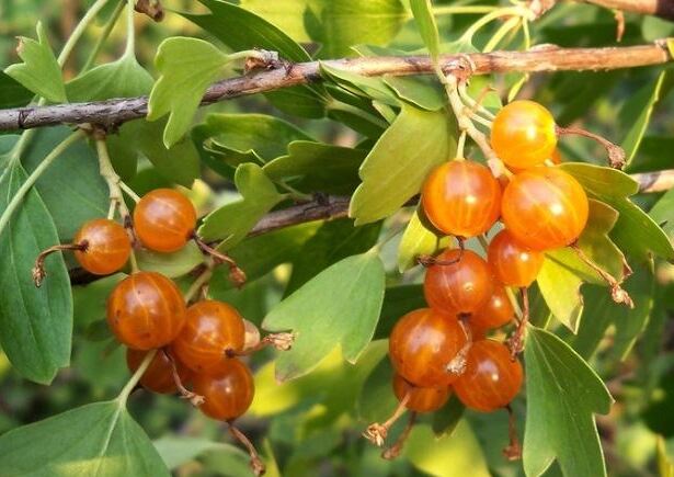 Golden currant: growing features