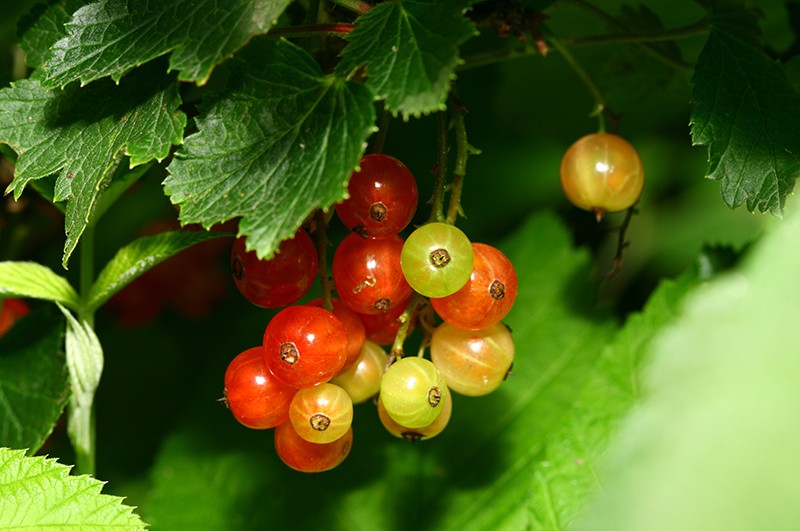 Golden currant: growing features