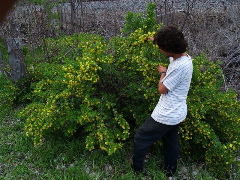 Golden currant: growing features