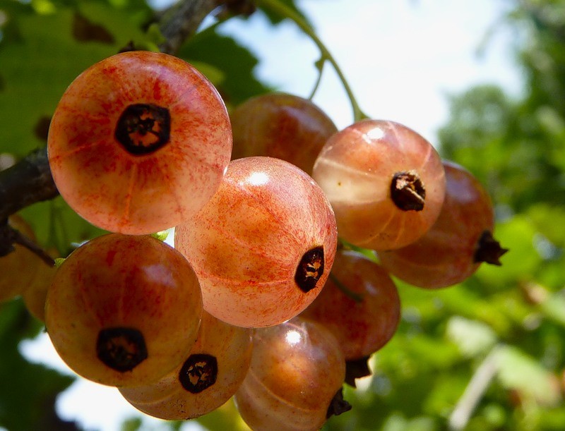 Golden currant: growing features