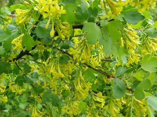 Golden currant: growing features